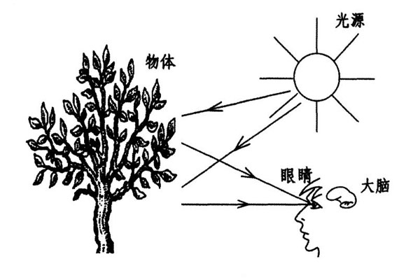 顏色視覺的形成